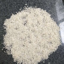早籼稻谷1