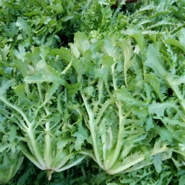 苦菊15~20cm