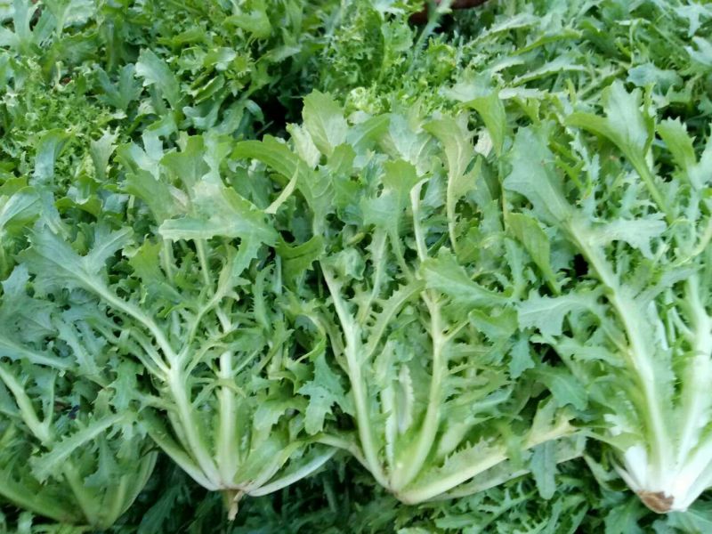 苦菊15~20cm