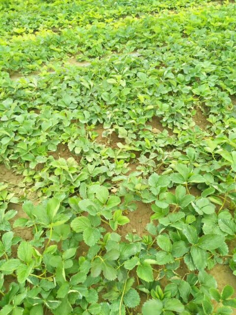 大棚种植赶产量红颜草莓苗30~40cm