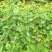 大棚种植赶产量红颜草莓苗30~40cm