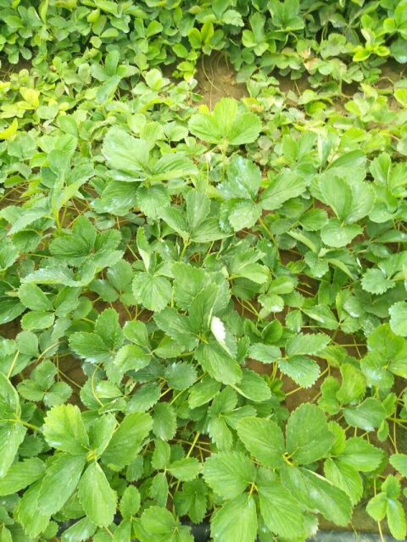 大棚种植赶产量红颜草莓苗30~40cm