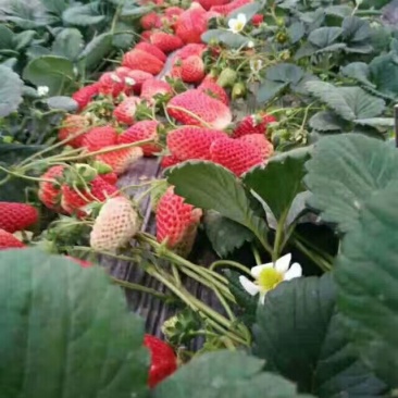 大棚种植赶产量红颜草莓苗30~40cm
