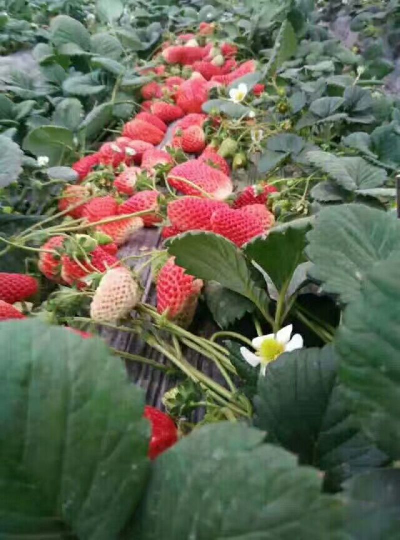 大棚种植赶产量红颜草莓苗30~40cm