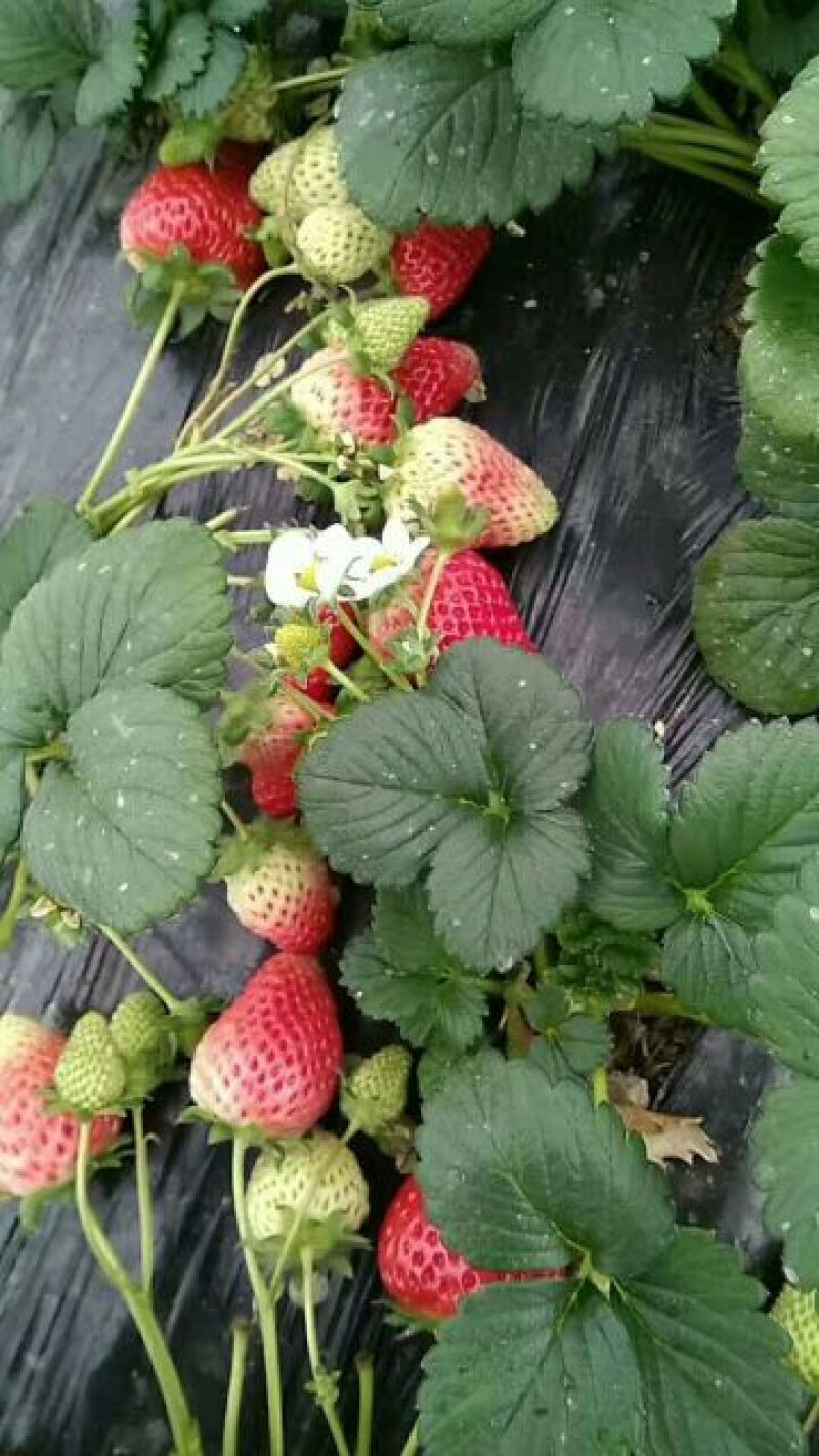 大棚种植赶产量红颜草莓苗30~40cm