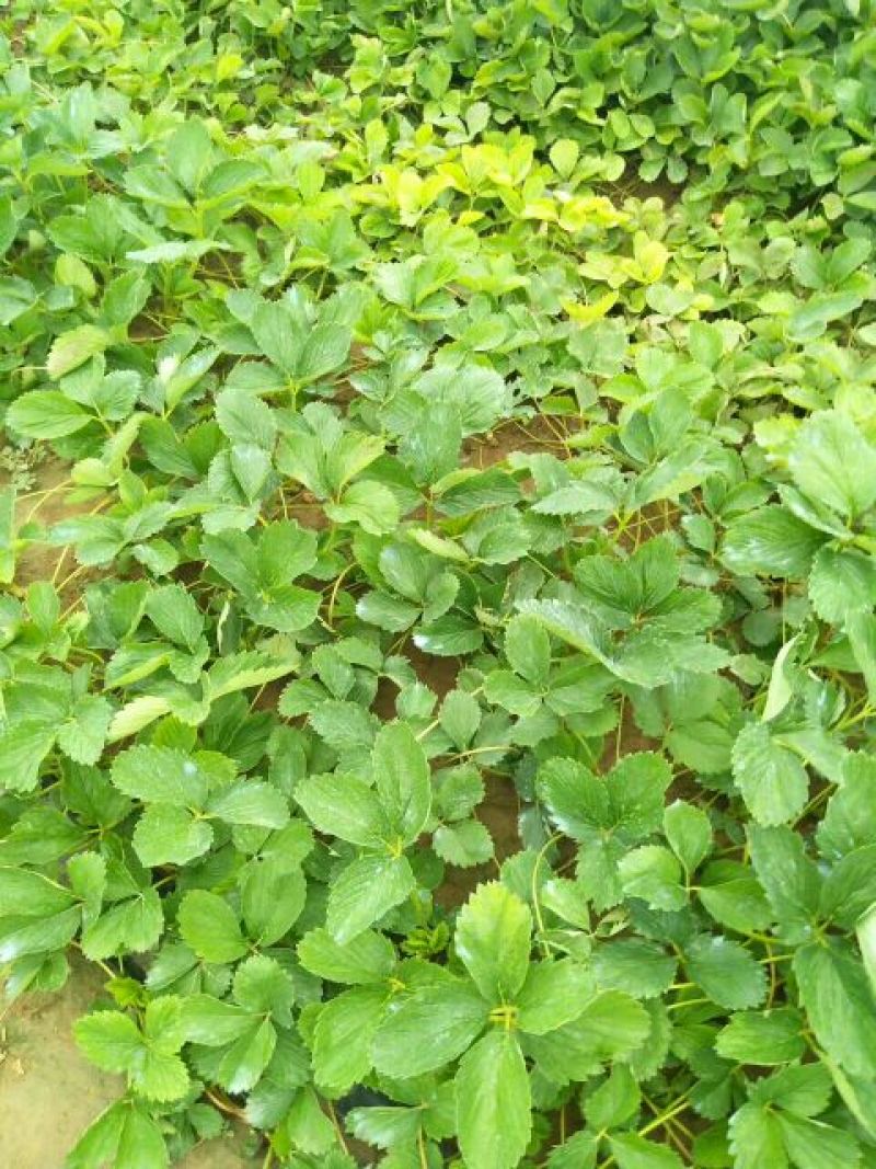 大棚种植赶产量红颜草莓苗30~40cm