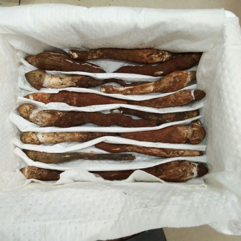 野生菌鸡枞菌可一件代发