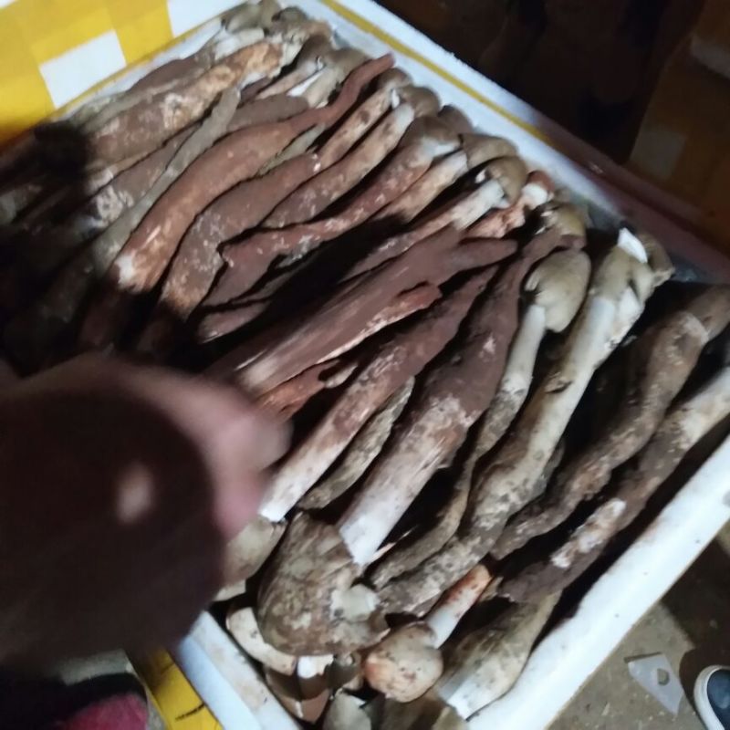 野生菌鸡枞菌可一件代发