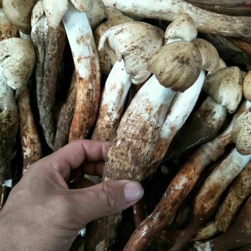 野生菌鸡枞菌可一件代发