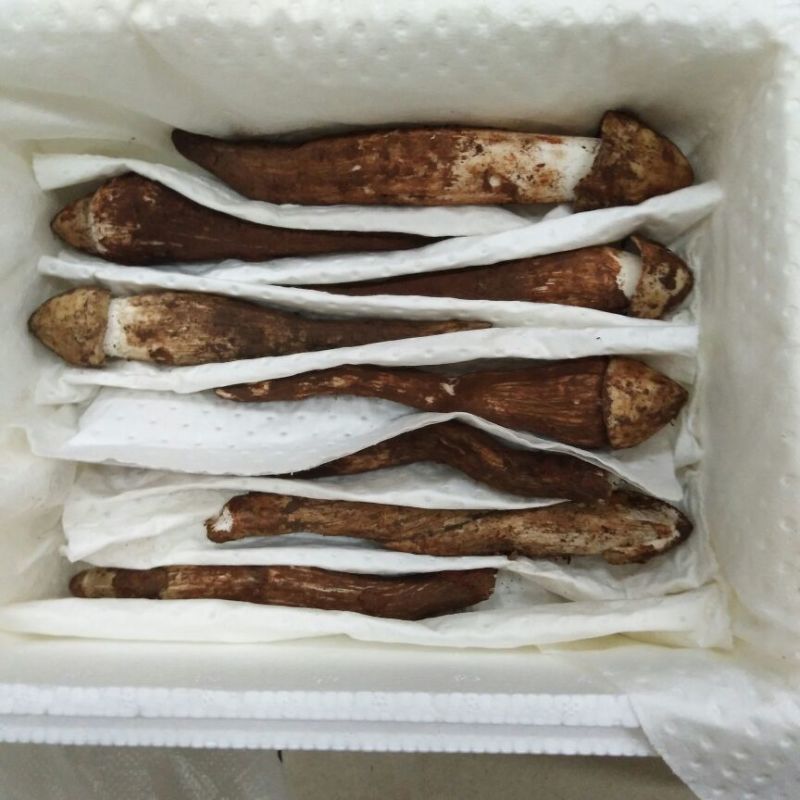 野生菌鸡枞菌可一件代发