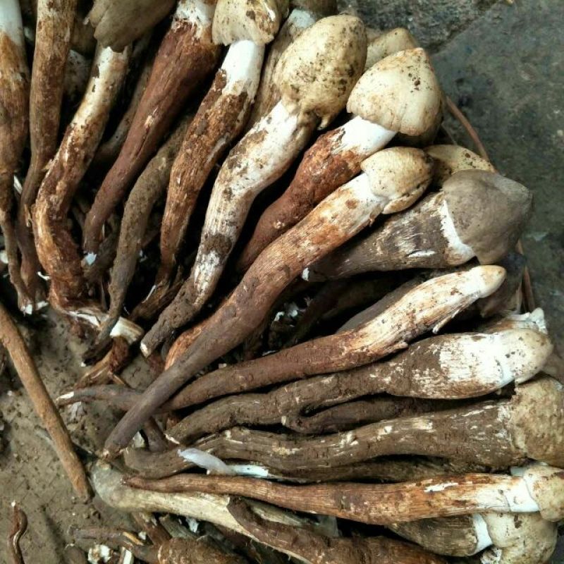 野生菌鸡枞菌可一件代发