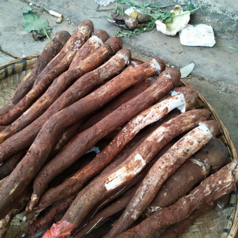 野生菌鸡枞菌可一件代发