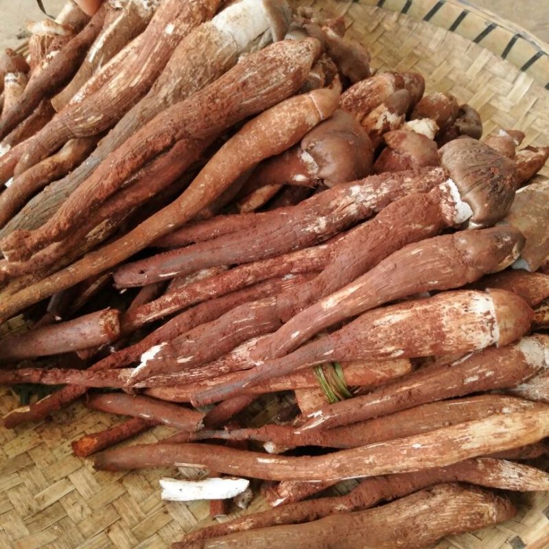 野生菌鸡枞菌可一件代发