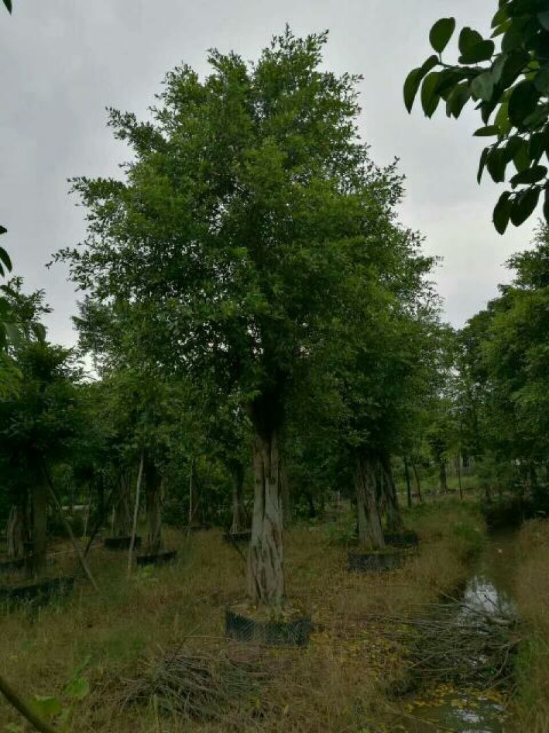细叶榕5~8m