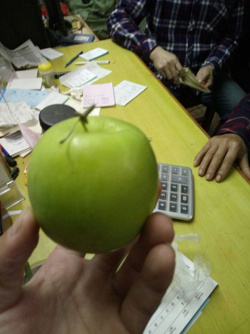 青枣苗正宗嫁接青枣苗，台南枣蜜思枣苹果枣苗