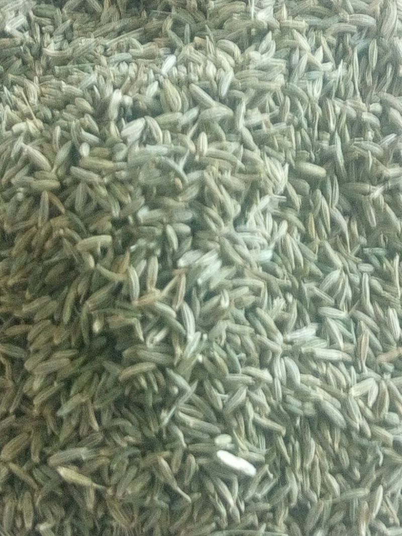 孜然