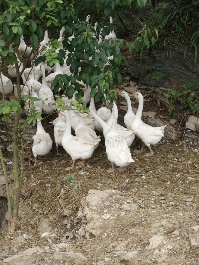 白鹅肉鹅8~10斤