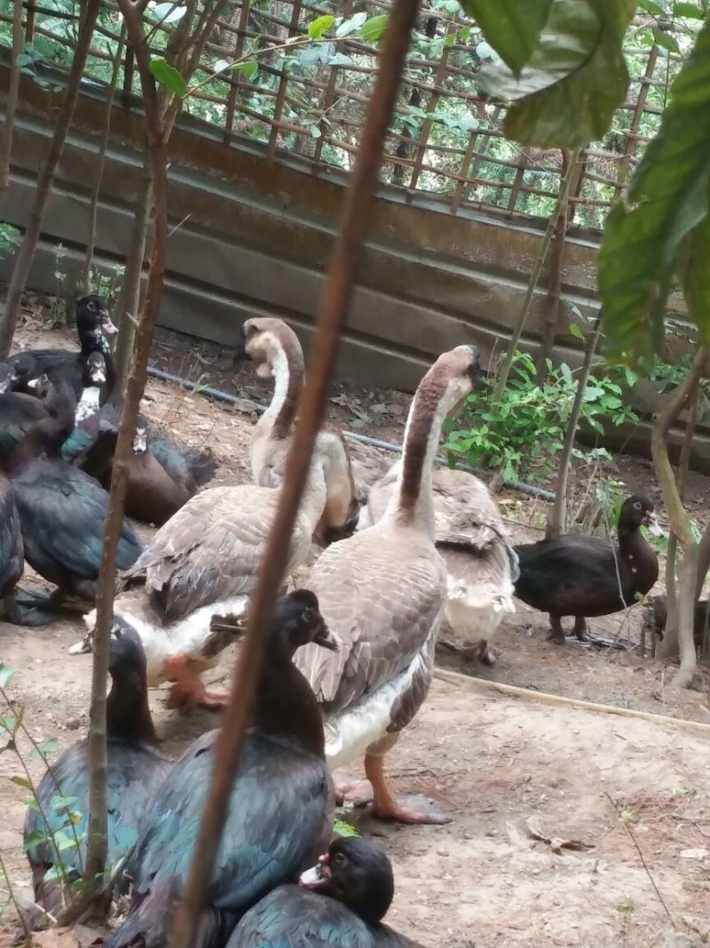 火鸭肉鸭