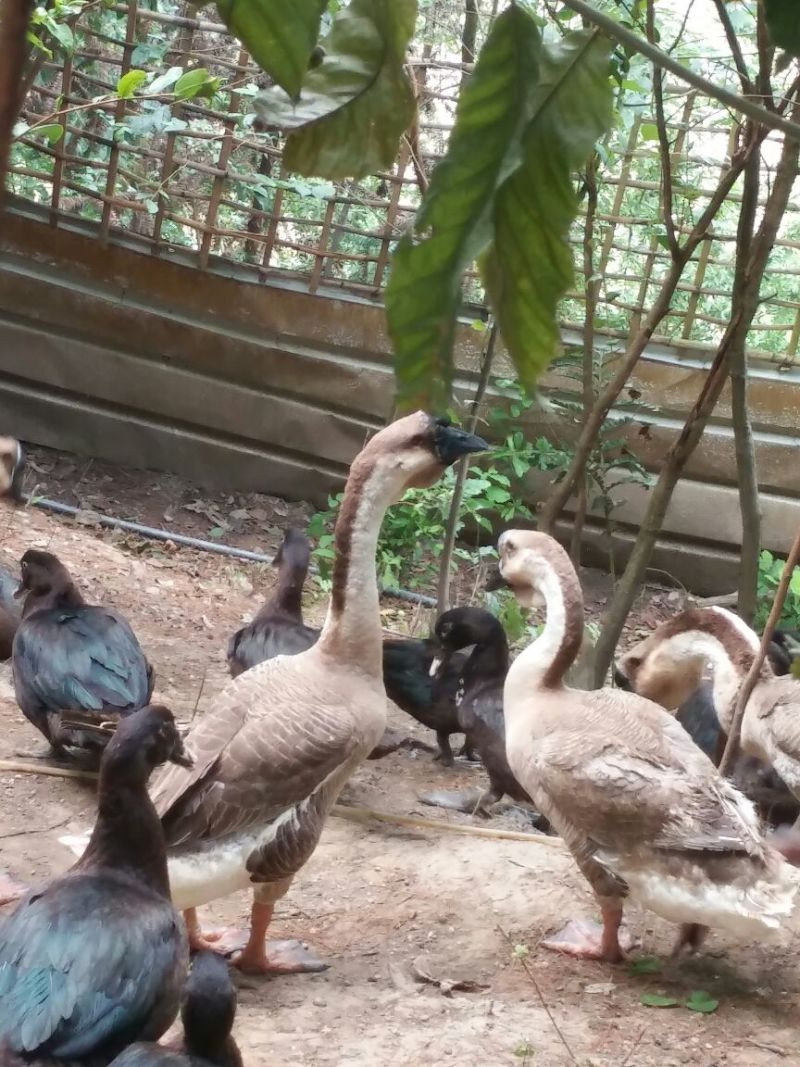 火鸭肉鸭