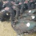 火鸭肉鸭