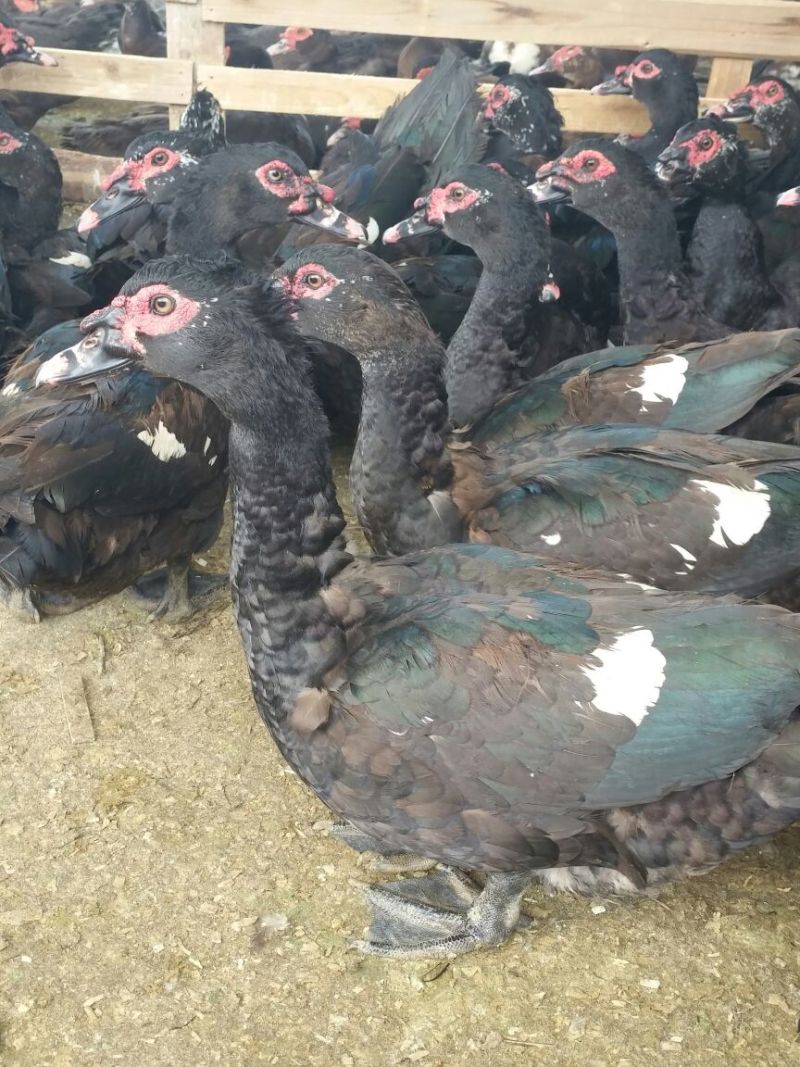 火鸭肉鸭