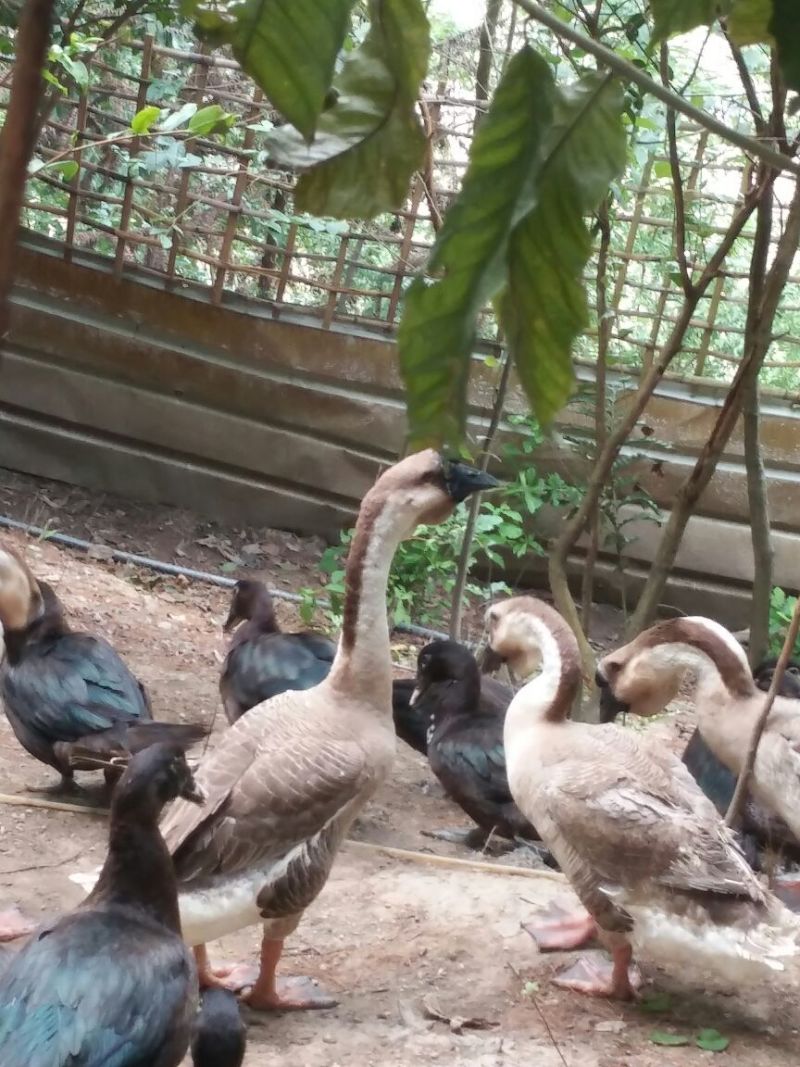火鸭肉鸭