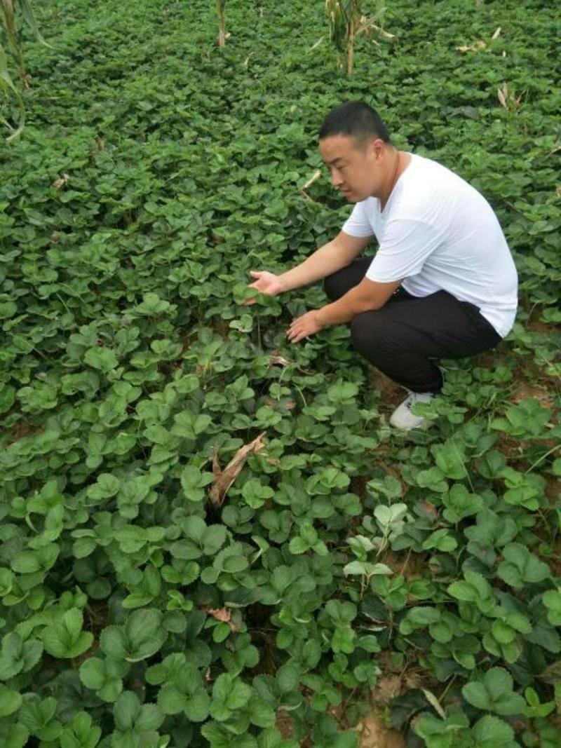 红颜草莓苗产地直发免费提供种植技术指导