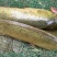 土鲶鱼食用