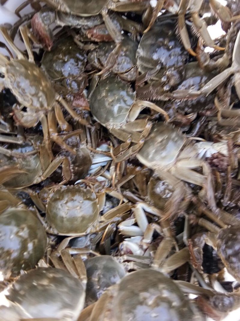盘锦河蟹食用2.3-2.5两/只雌