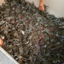 盘锦河蟹食用2.3-2.5两/只雌