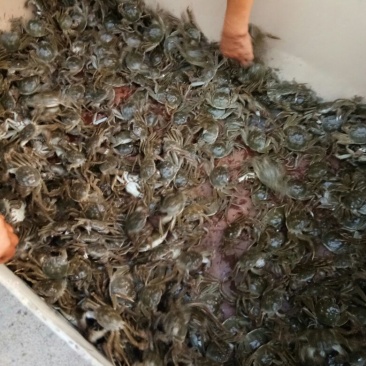 盘锦河蟹食用2.3-2.5两/只雌