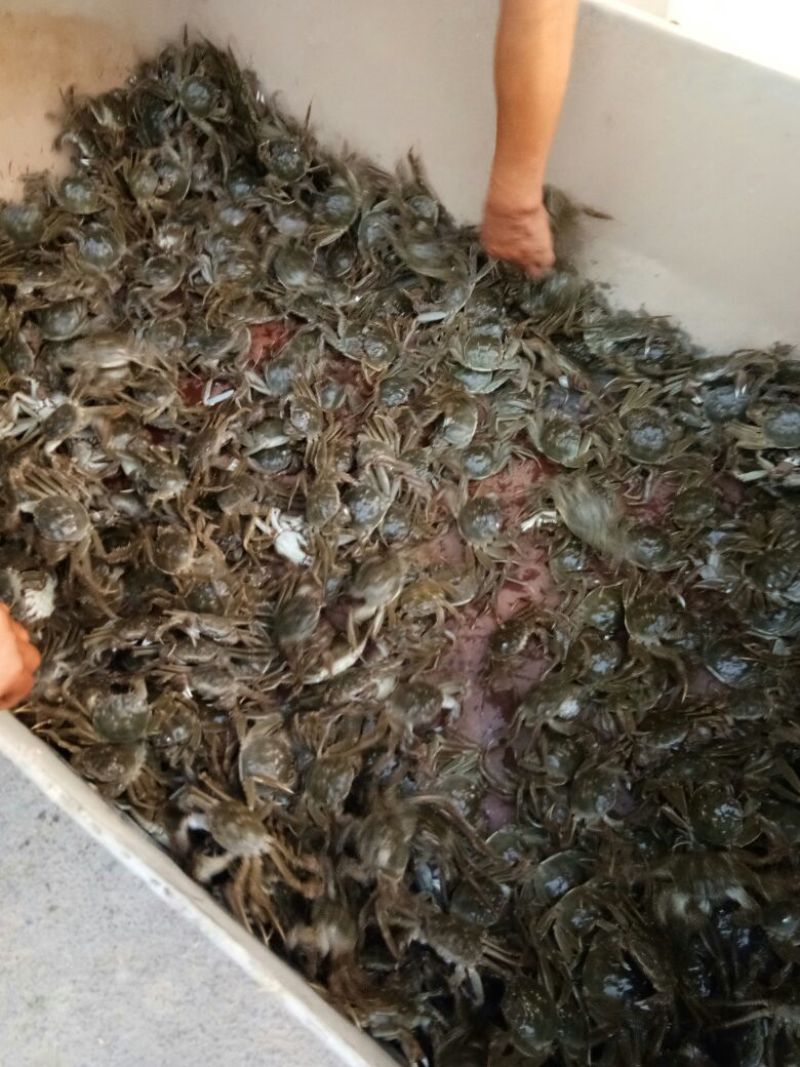 盘锦河蟹食用2.3-2.5两/只雌