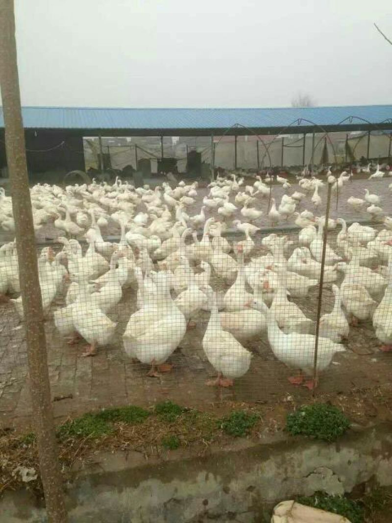 皖西白鹅鹅苗250g以上