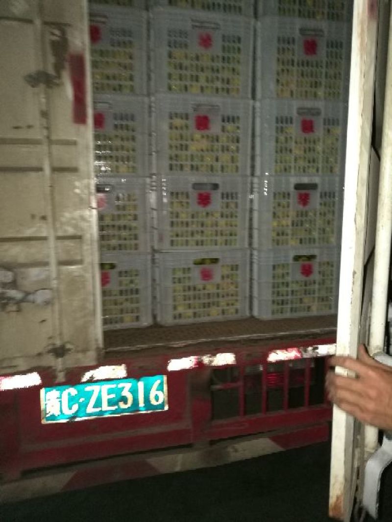 早熟蜜桔自产自销，看园订货现场采摘，农户一手货源。