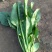 大叶菠菜25~30厘米