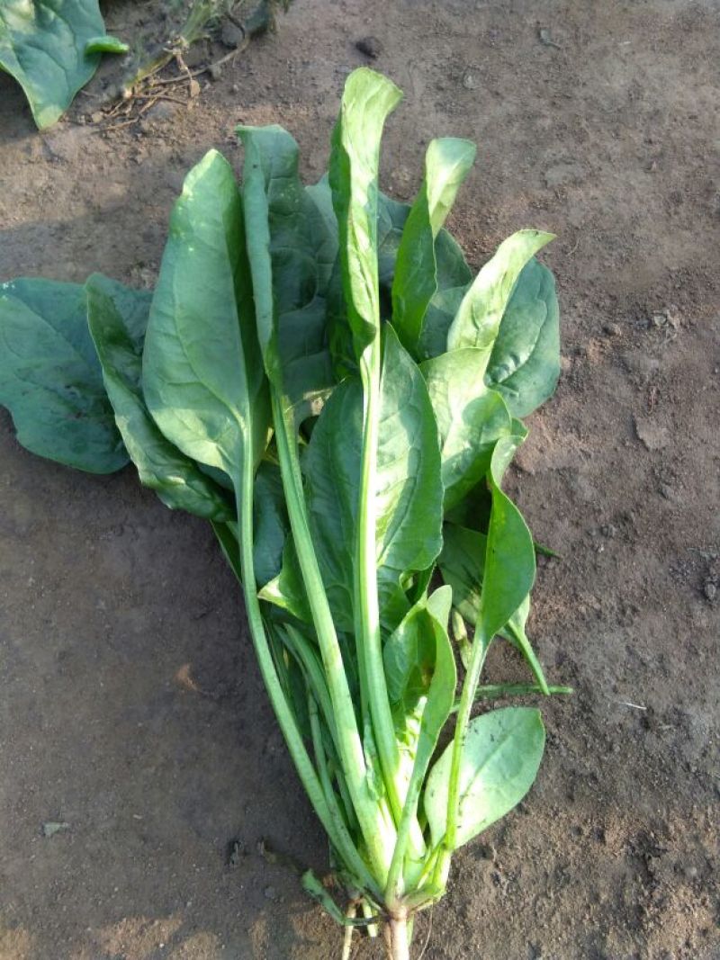 大叶菠菜25~30厘米