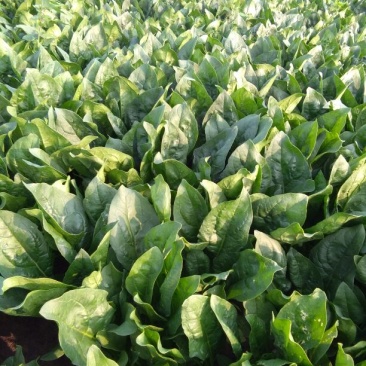 大叶菠菜25~30厘米