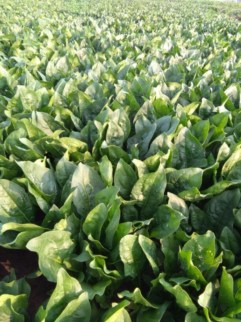 大叶菠菜25~30厘米