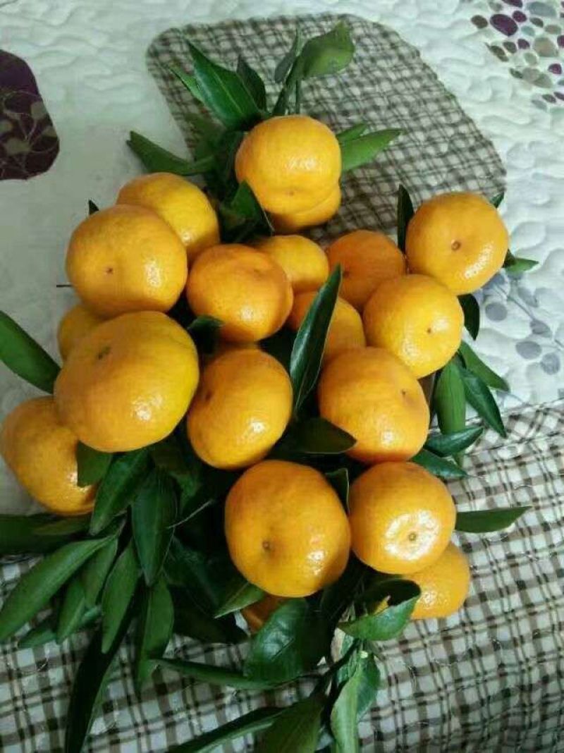 蜜桔自然成熟，口感全甜，皮薄汁多。