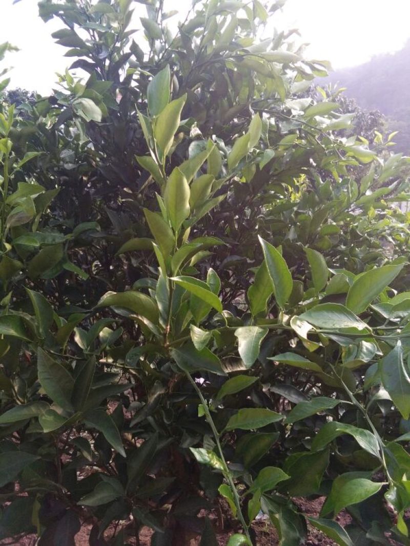 大雅柑1号枝条30~50cm