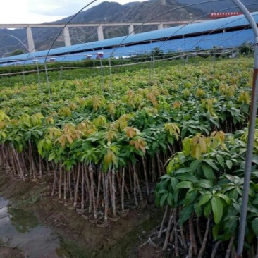 金煌芒树苗1m以下