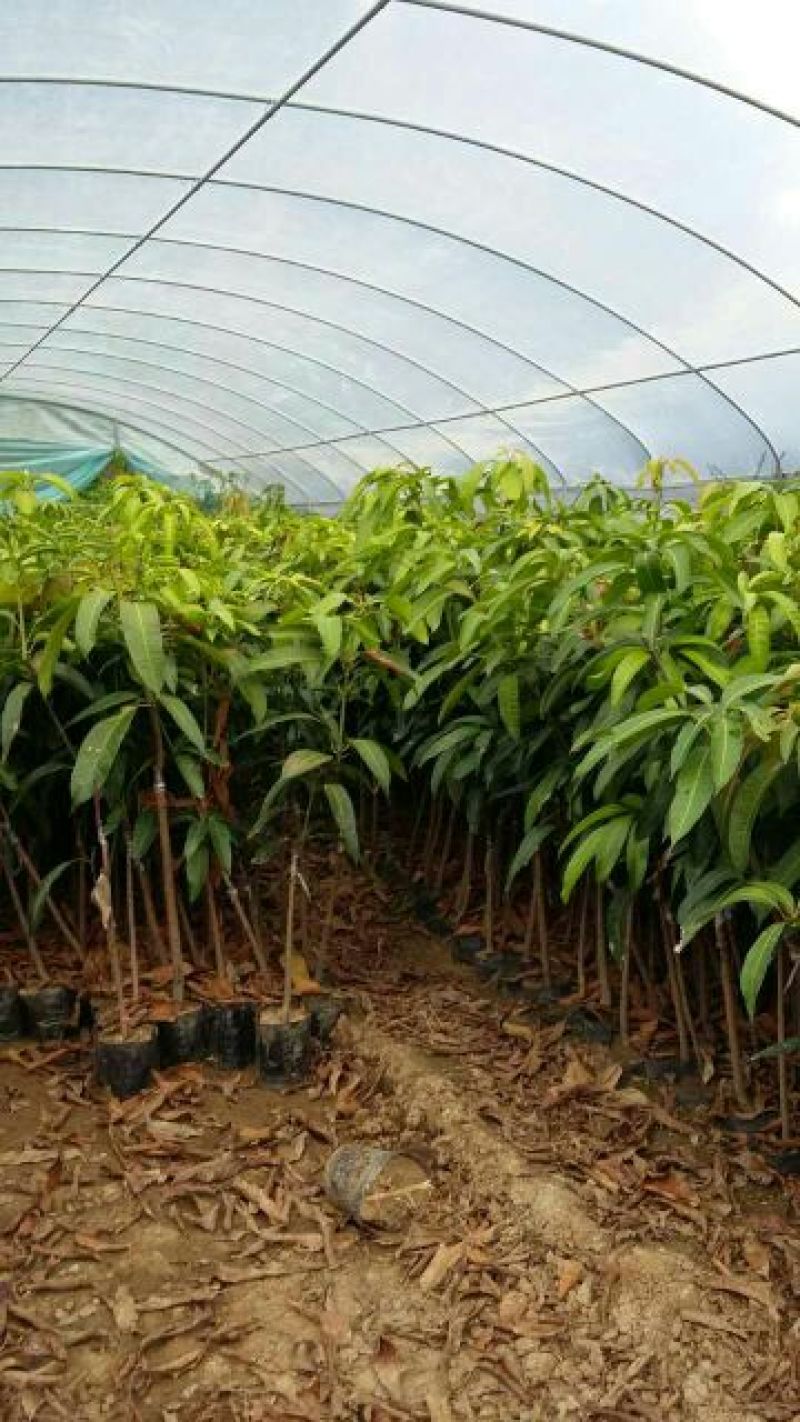 金煌芒树苗1m以下