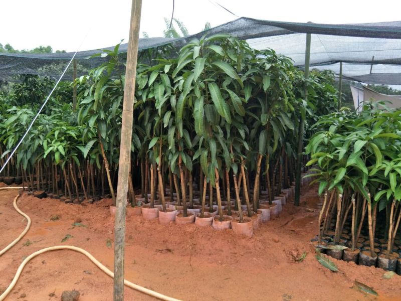 金煌芒树苗1m以下
