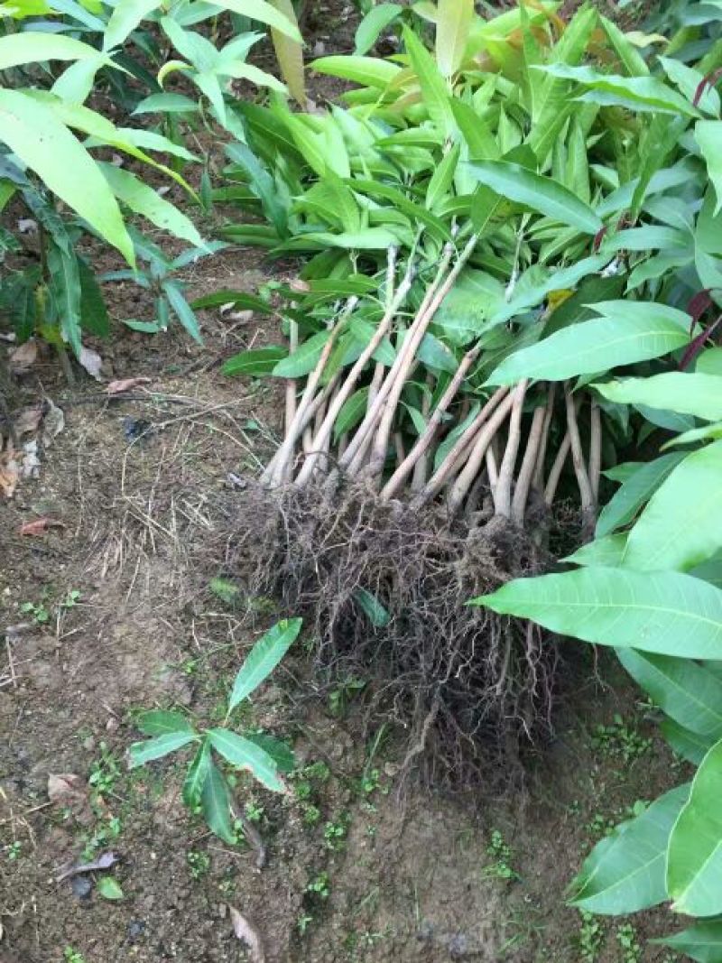 金煌芒树苗1m以下