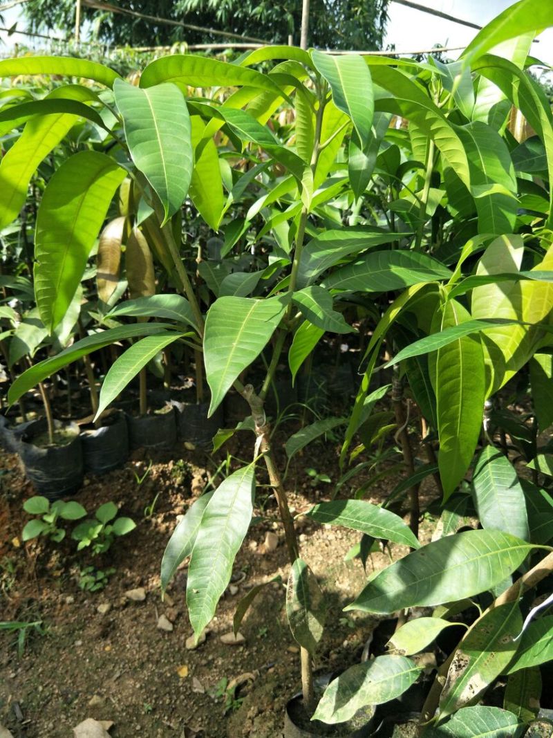 金煌芒树苗1m以下