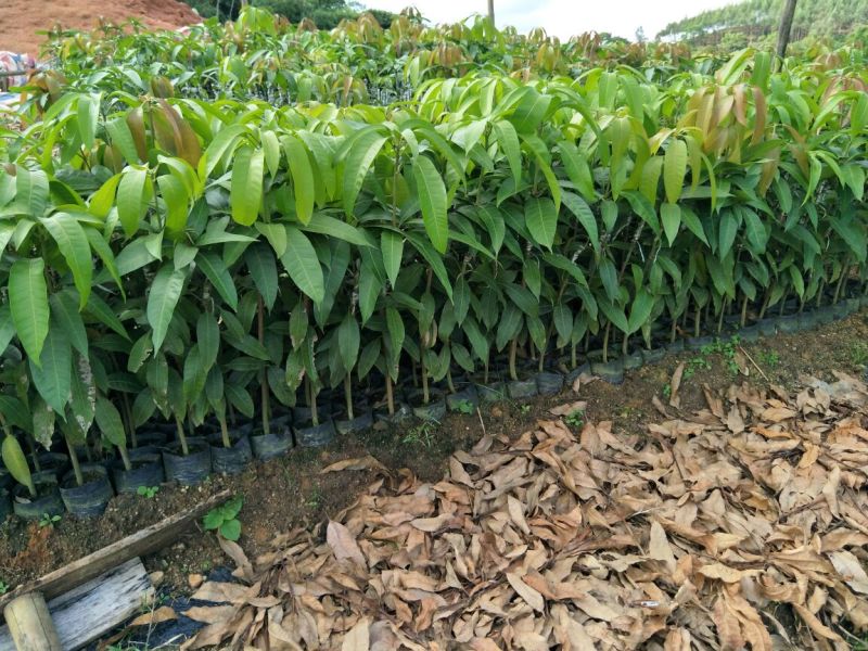 金煌芒树苗1m以下