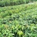 金煌芒树苗1m以下