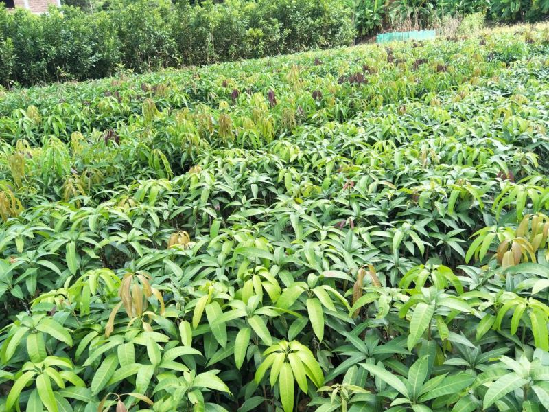 金煌芒树苗1m以下