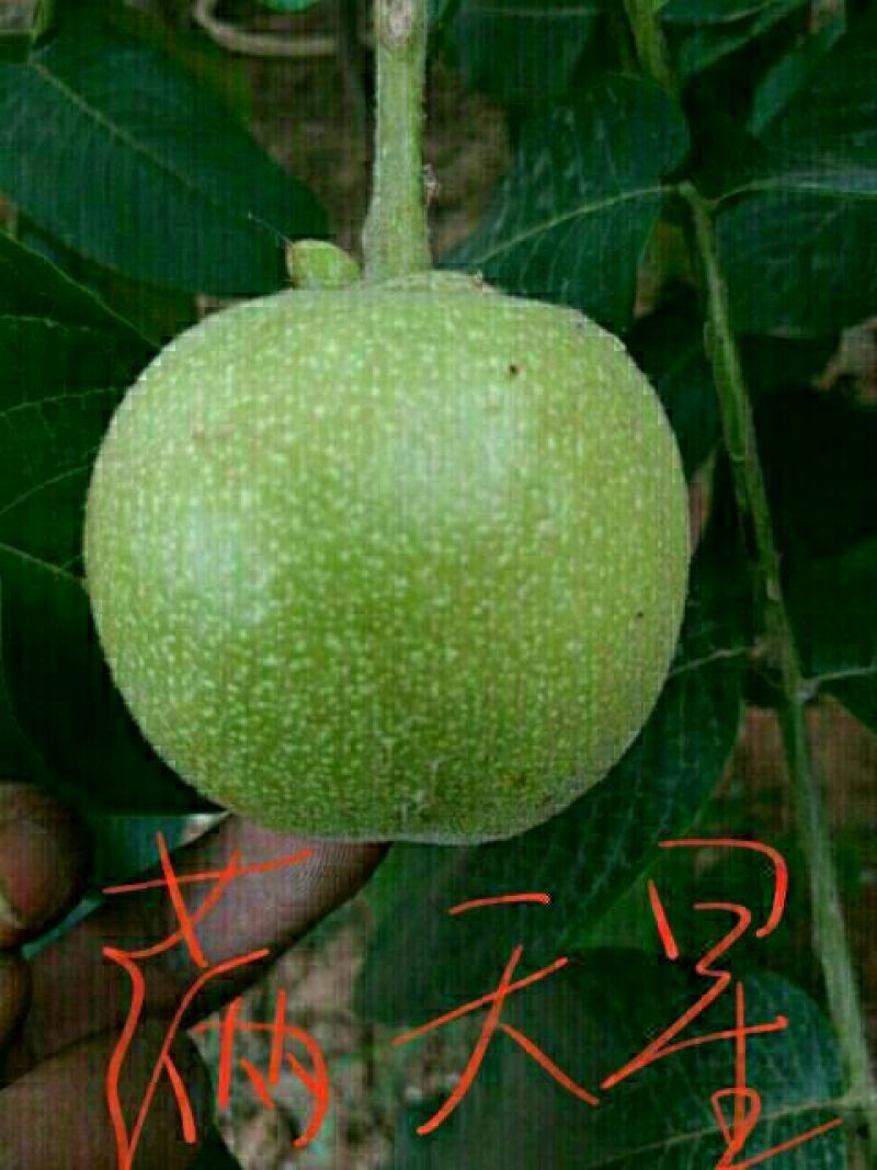 文玩核桃