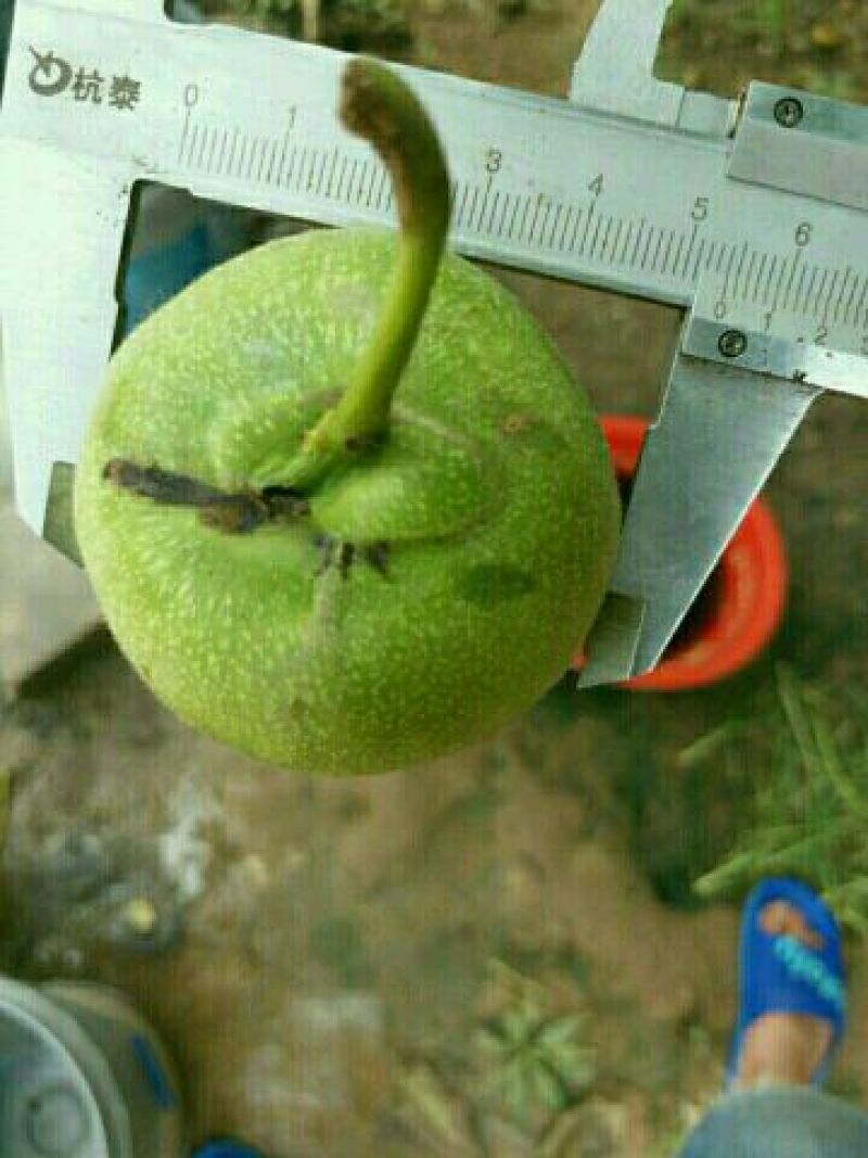 文玩核桃